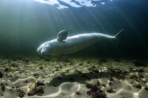 Кто обитает в белом море