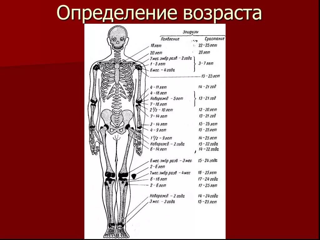 Определить возраст книги. Определение возраста человека. Возраст по костям. Определение возраста по костям. Возрасты скелеты человека.