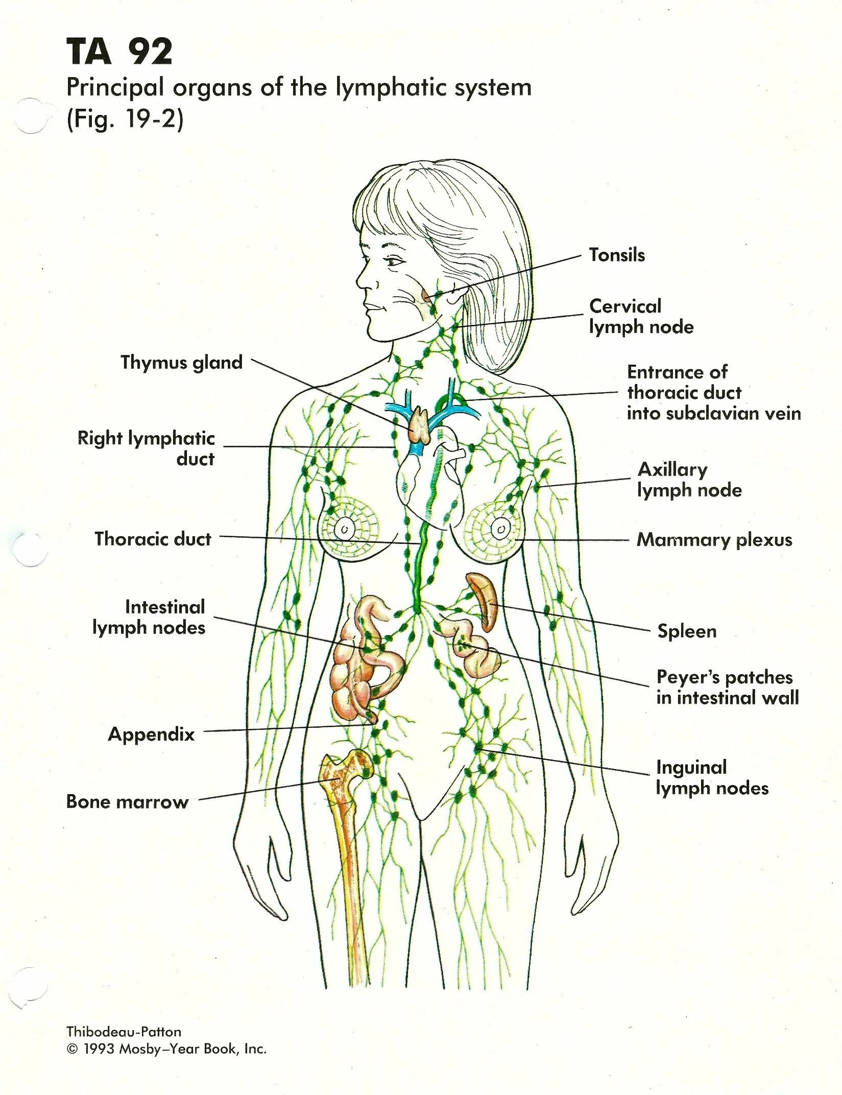 Лимфатическая система человека анатомия. Лимфатическая система лимфоузлы. Лимфоузлылимфотическая система. Лимфатическая система человека расположение лимфоузлов. Где у женщины расположены лимфоузлы