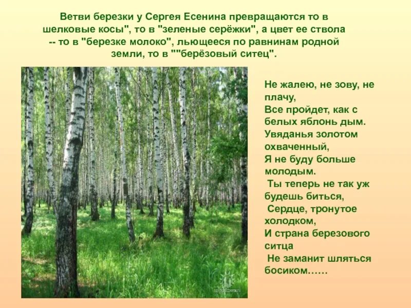 Какие бывают леса. Береза в Разное время года. Березовый ситец Есенин. Какие виды лесов бывают.