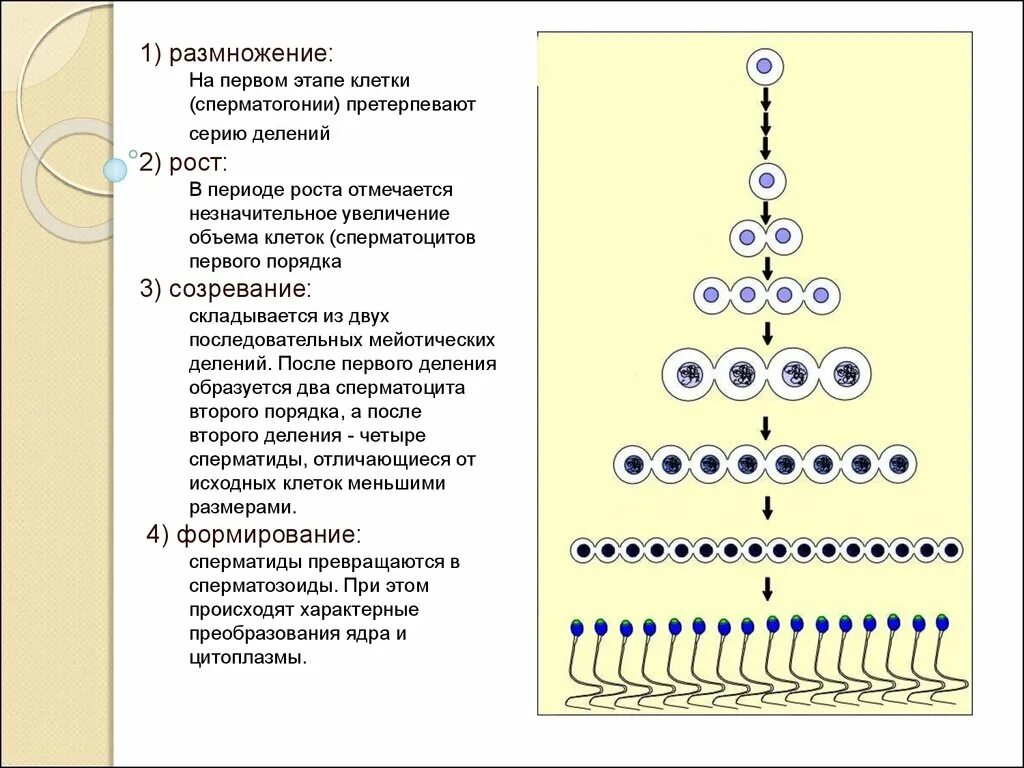 Из каких клеток образуются сперматогонии. Сперматогенез размножение. Процесс сперматогенеза занимает. Фаза размножения сперматогоний. Сперматиды первого порядка.