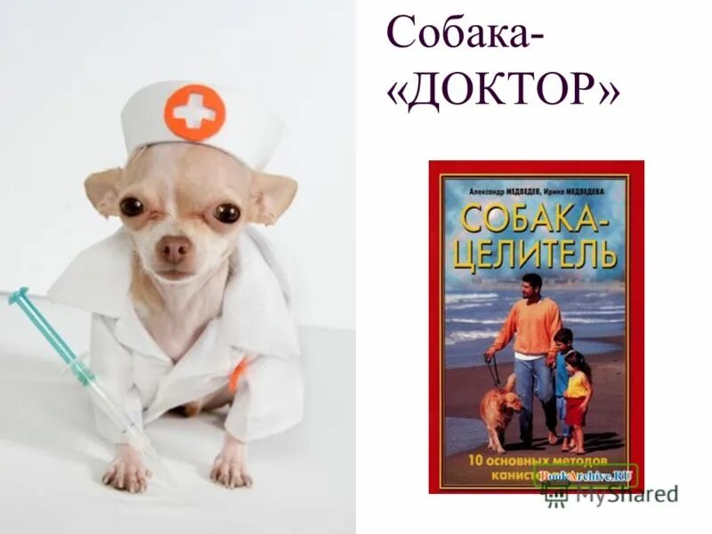 Собака авва. Собака врач. Ветеринар фото профессии. Как зовут собаку доктора. Как зовут собаку доктора.