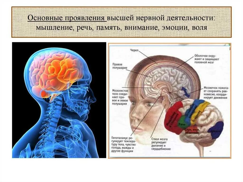 Признаки специфической нервной деятельности. Высшая нервная деятельность (ВНД). Основа высшей нервной деятельности человека. Основные проявления высшей нервной деятельности. Физиология высшей нервной деятельность человека.