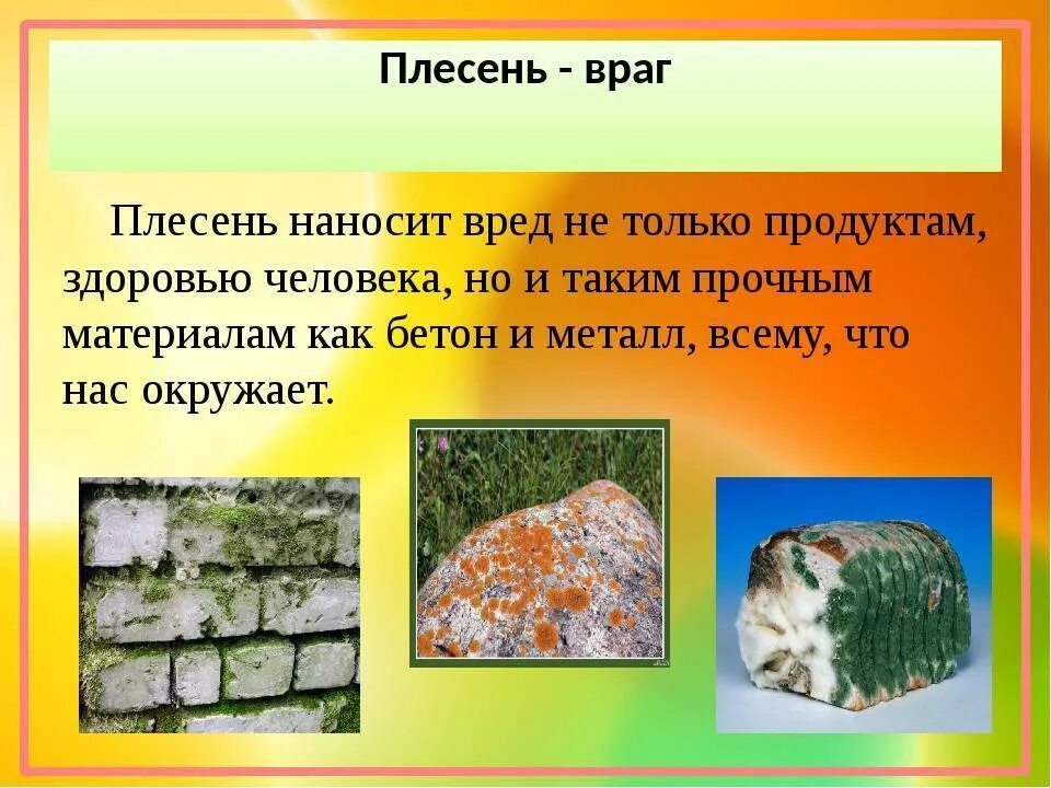 Плесневые грибы польза и вред. Плесень презентация. Вред и польза плесневых грибов. Презентация на тему плесень. Плесень стали