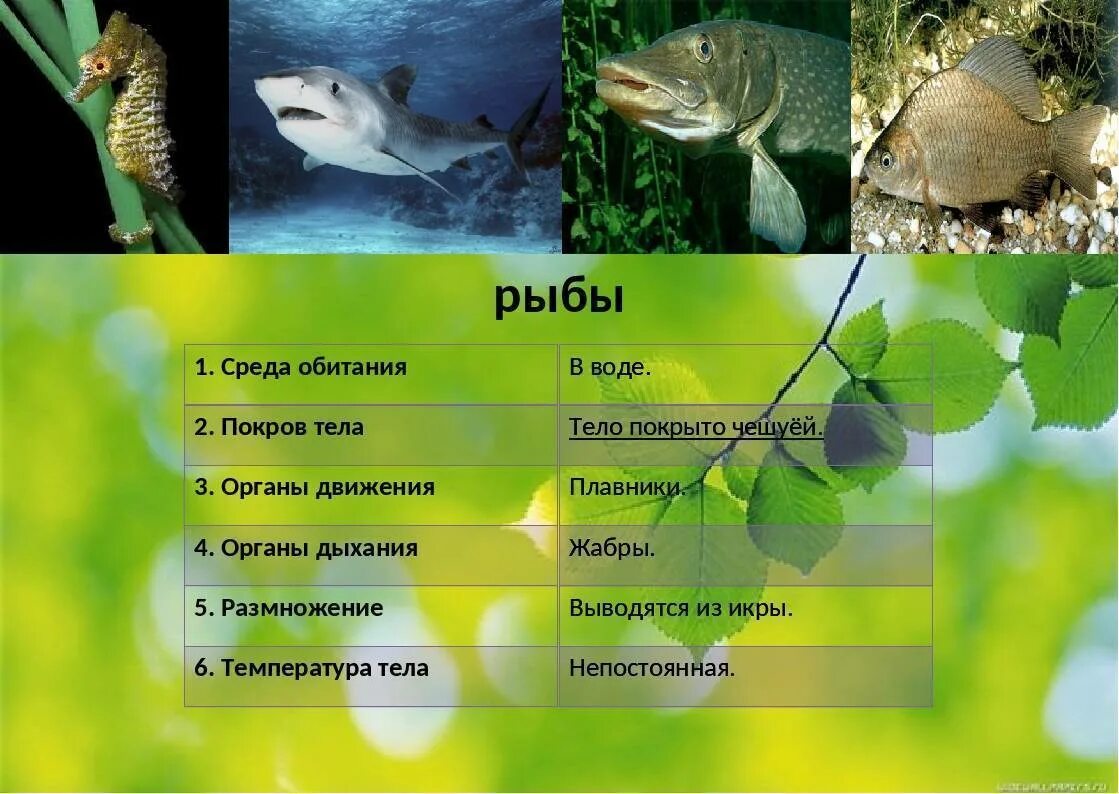 Рыба какой организм. Позвоночные рыбы. Среда обитания рыб. Обитатели среды обитания. Позвоночные рыбы представители.