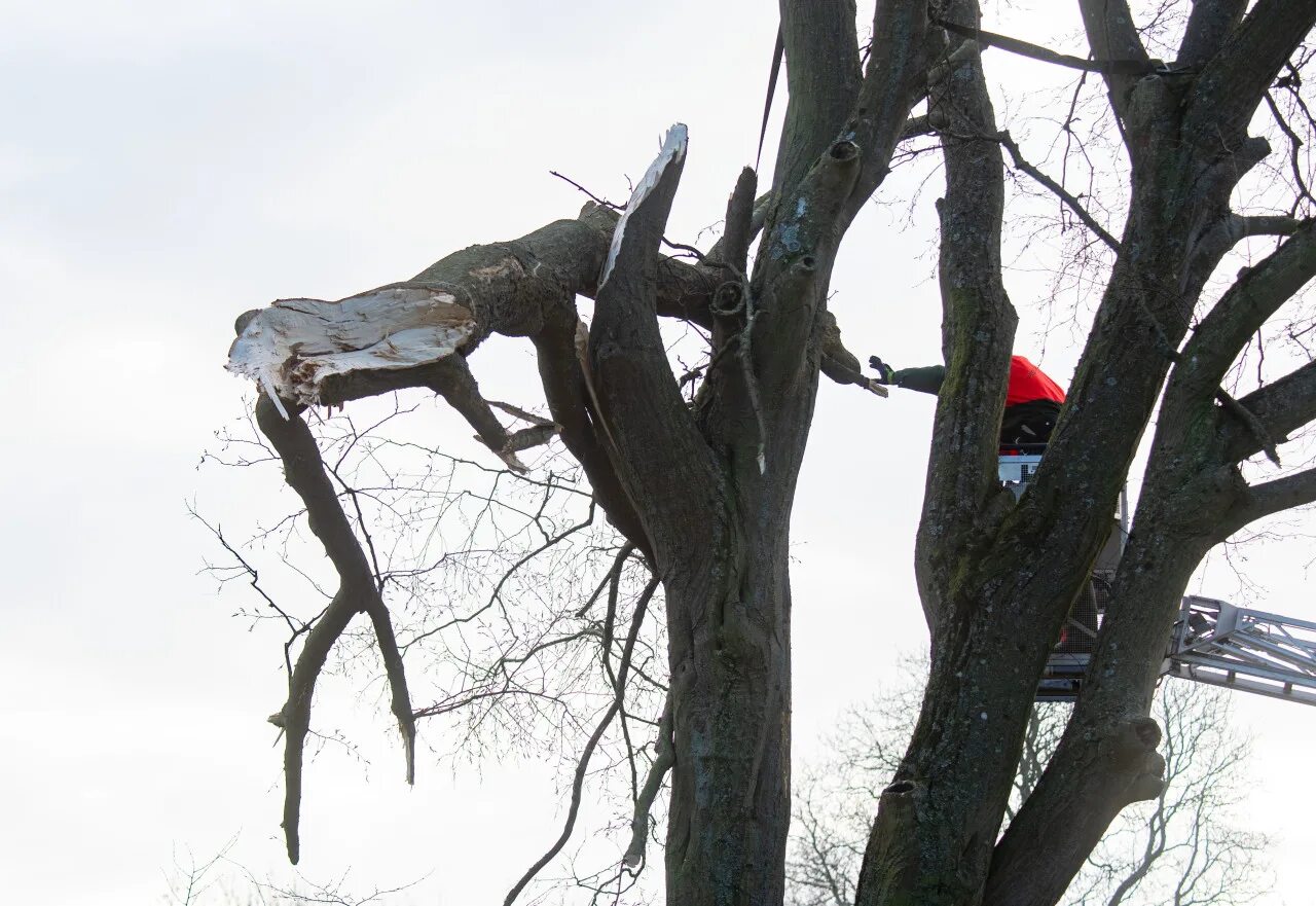 Памятник женщина с веткой. Повреждение деревьев проволочниками. Tree felling США. Ветки в голове. На дереве висят мандарины сначала настя сорвала