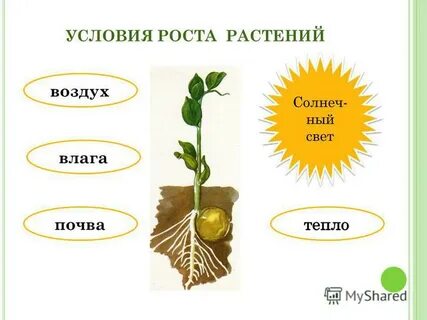 Схема жизни растения