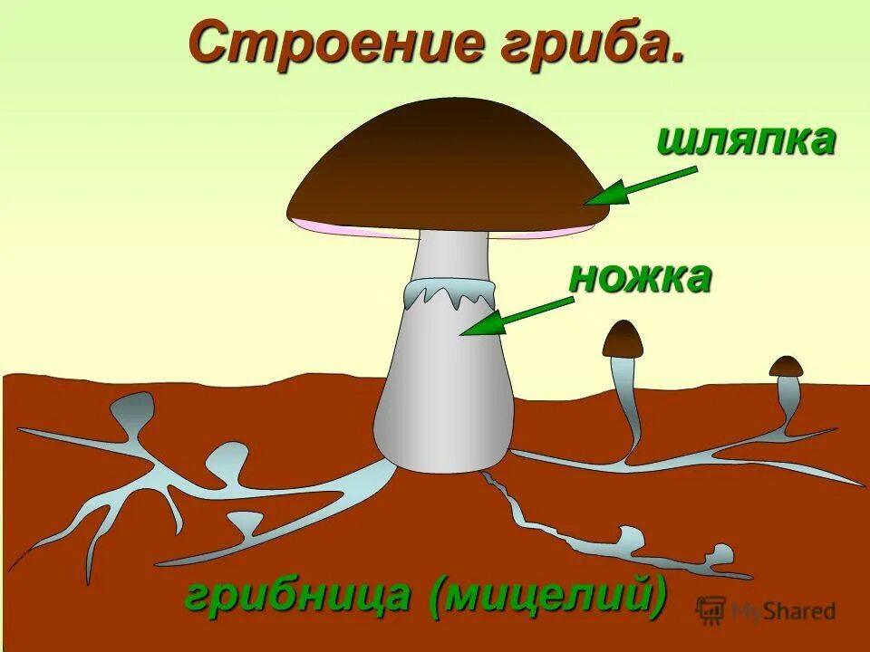 Строение съедобного гриба. Гриб строение грибница шляпка ножка. строение гриба с грибницей. внешнее строение грибов. строение гриба мицелий.