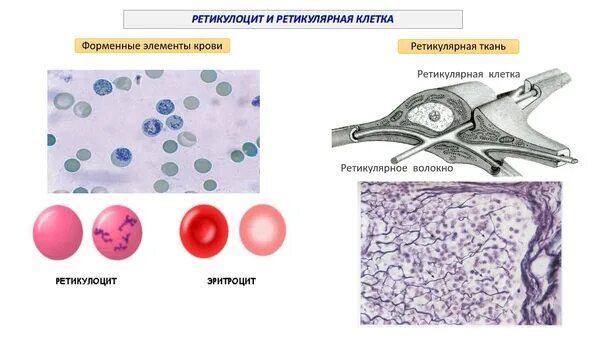 Рниму гистология материалы. Ретикулярные клетки. ретикулоциты и ретикулярные клетки. ретикулярная ткань. ретикулярная ткань гистология.