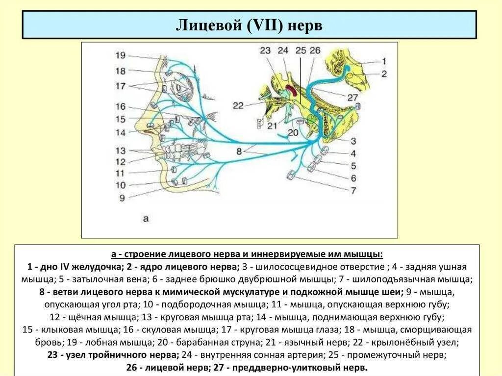 Карта лицевых нервов. Лицевой нерв неврология схема. Ветви лицевого нерва схема. Лицевой нерв строение ядра. Топография ядер тройничного нерва.