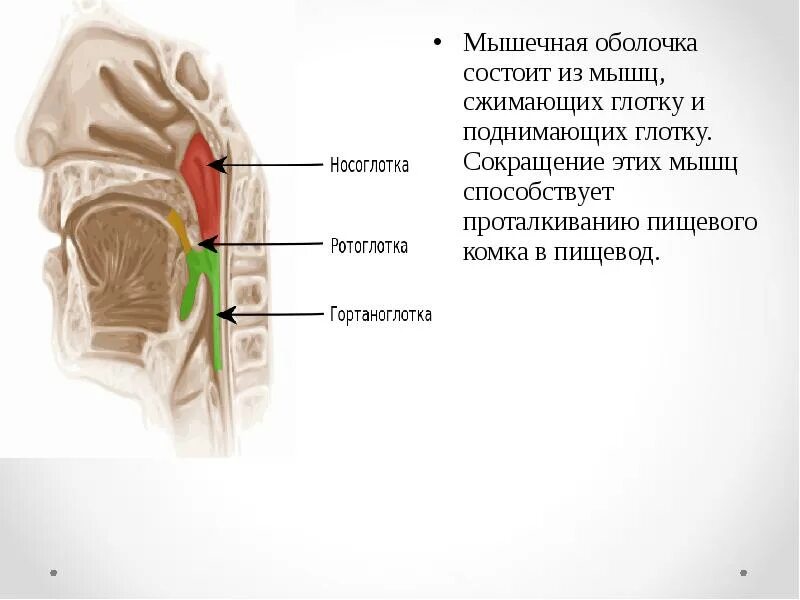 Мышечный слой глотки состоит из. Стенка глотки состоит из оболочек. Мышечная оболочка носоглотки.