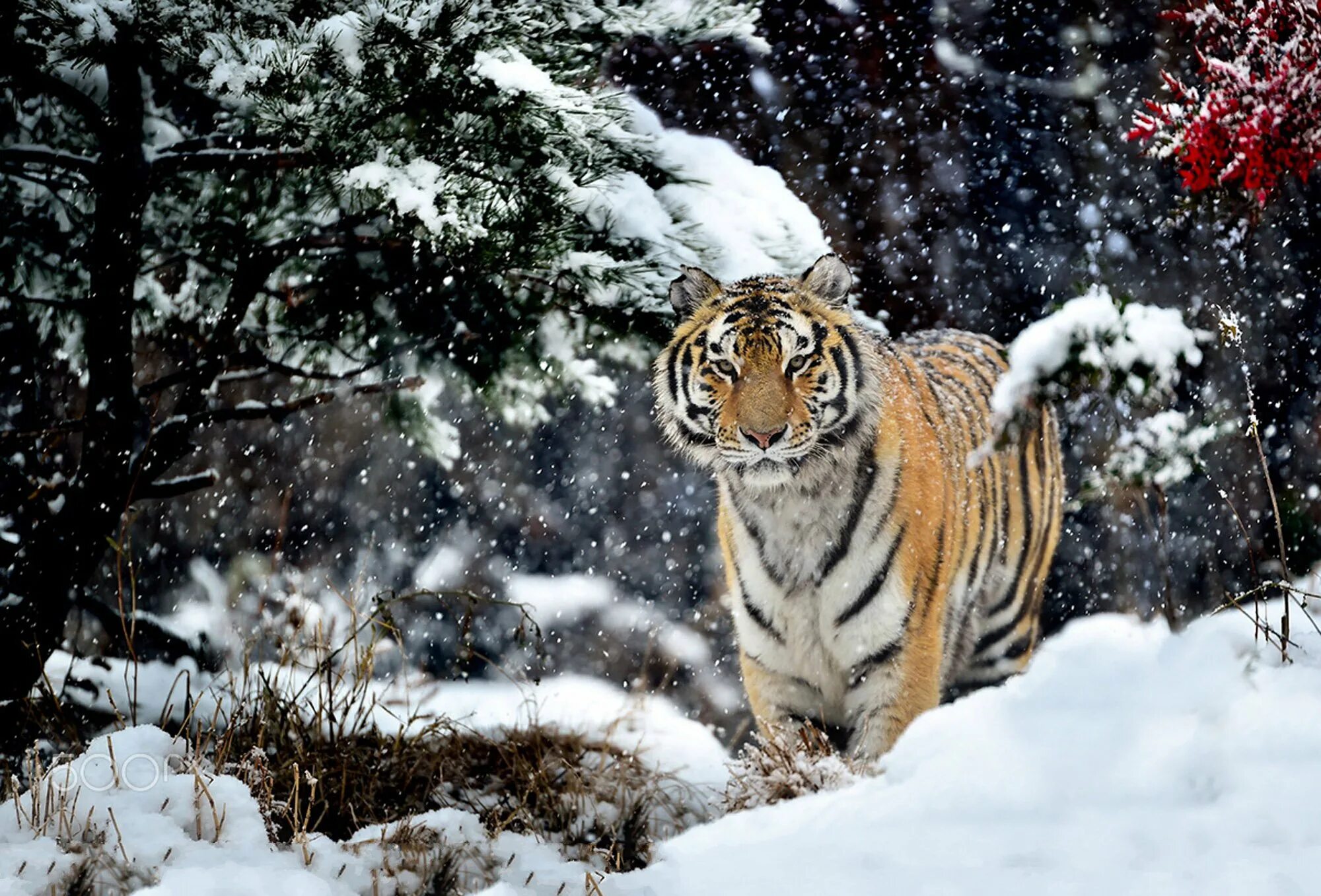 Новой год тигра. Уссурийский тигр зимой. Амурский тигр. Уссурийский тигр зимовка. Амурский тигр в лесу.