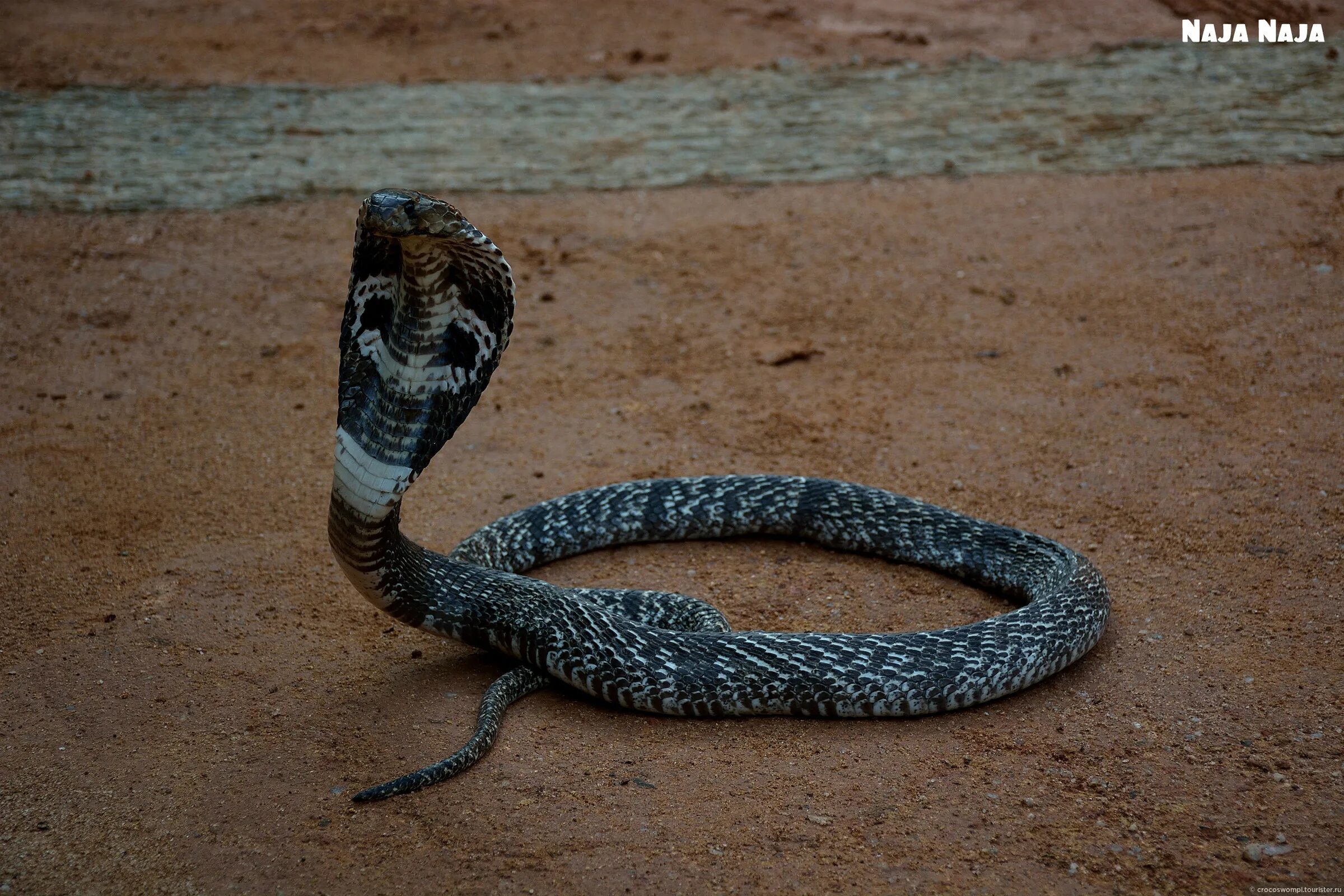 Змеи шри ланки. Змеиная ферма Шри Ланка. Пилообразная гадюка Шри Ланка. Змеиная ферма в Шри Ланки.