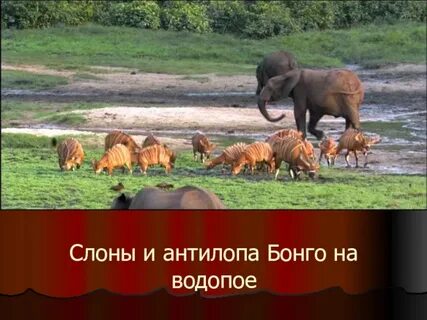 Идем идем на водопой