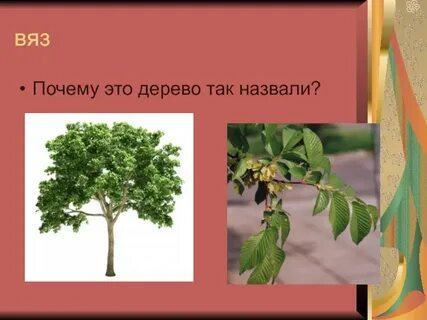 Карагач 4 буквы сканворд