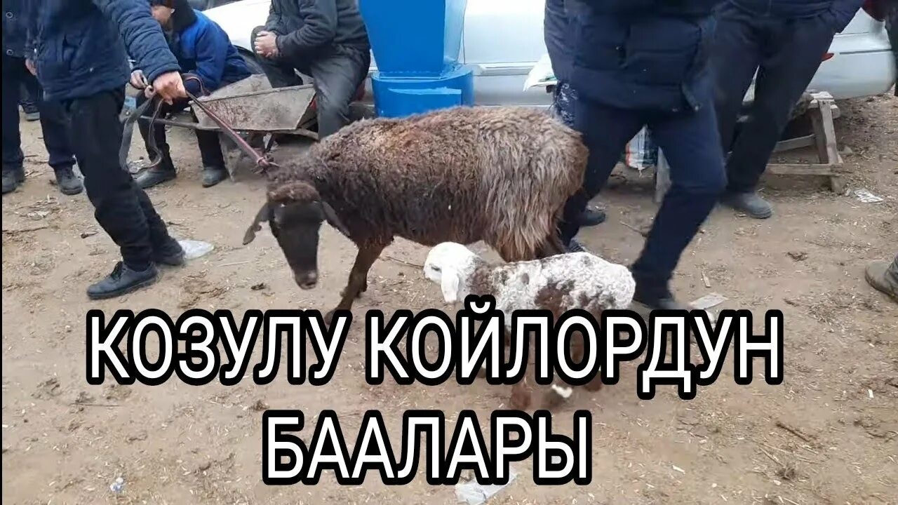 Ала бука погода 10. Ала бука району. Ала бука базар. Токалка ала бука. Ардагенр ала-бука.