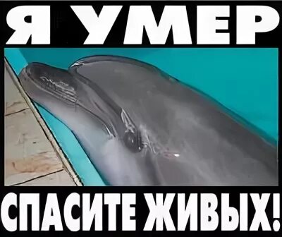 Дельфины не умирают песня. Коля дельфин. Коля дельфин. Трагедия buford dolphin. Дельфины тонут.