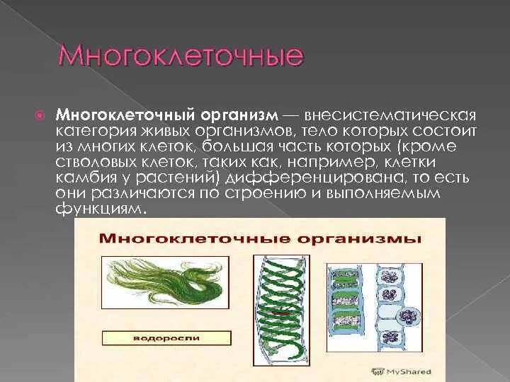 Одноклеточные и много клеточные рганизы. Одноклеточные организмы и многоклеточные организмы. Разнообразие организмов одноклеточные и многоклеточные. Одноклеточные и многоклеточные бактерии. Появление фотосинтеза появление прокариот появление многоклеточных водорослей