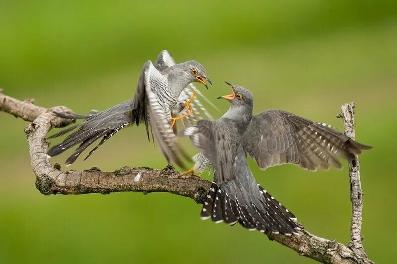 Инстинкты птиц. Конкуренция птиц. Конкуренция в природе. Кукушка птица. Соперничество в природе.