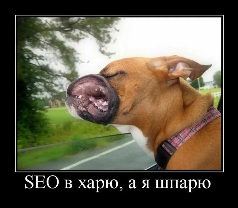 Женщина со сковородой и скалкой. Харю дам. Хари кришна хари. Ветер в харю прикол. Хиппи кришнаиты.