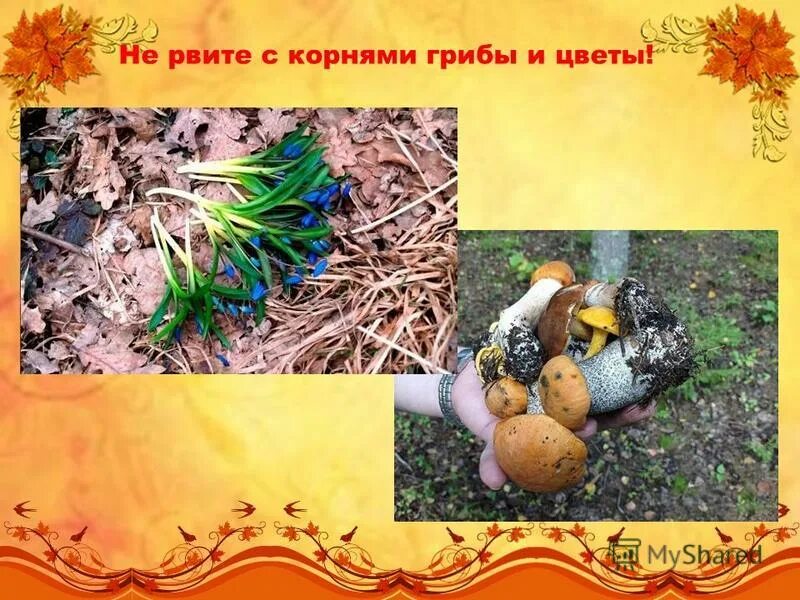 вырванный гриб. вырванные с корнем гриб. правильные грибы. вырванные с корнем гриб. у гриба нет корней.