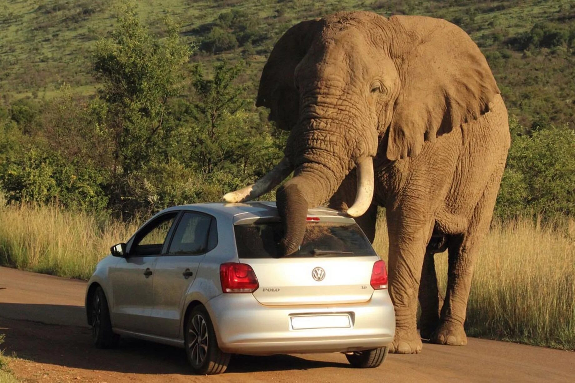 Слон. Огромный слон. Машина слон. Слон рядом с машиной. Elephant car