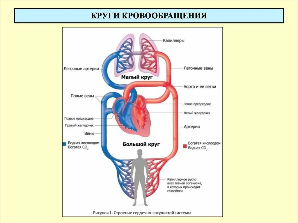 Какой камере сердца начинается большой круг кровообращения. Круги кровообращения человека схема для детей. Кровеносная система человека большой и малый круг кровообращения. Малый и большой круг кровообращения человека схема анатомия. Малый круг кровообращения и большой круг кровообращения схема.