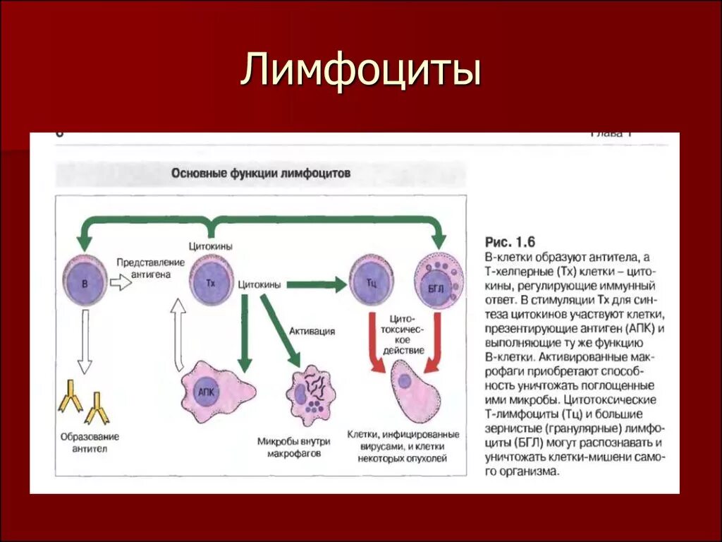 Лимфоциты строение. Лимфоциты строение и функции. Т лимфоциты и б лимфоциты в крови. Строение б лимфоцитов. Лимфоциты структура