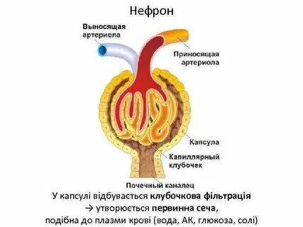 Приносящая артериола выносящая артериола