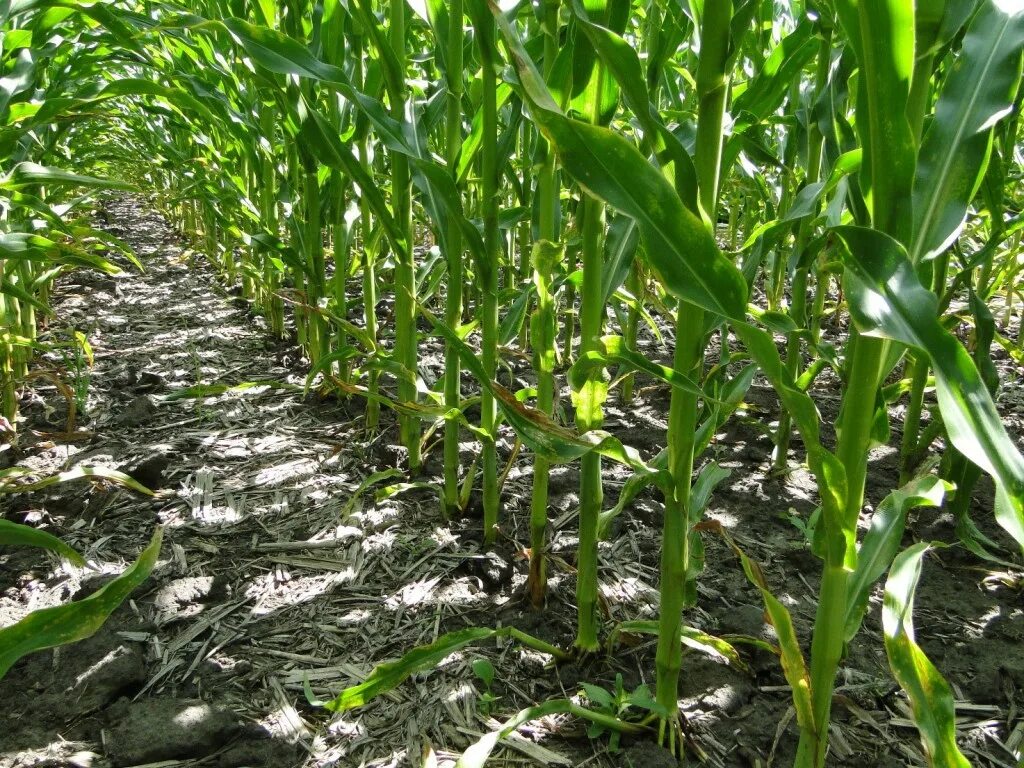 Как посеять кукурузу. Всходы кукурузы. Кукуруза на грядке. Посев кукурузы. Разбросной посев.