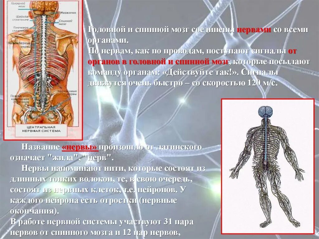 Спинной и головной мозг образуют нервную систему. Головной и спинной мозг. Головной и спинной МОЗ. Головной мозг спинной мозг нервы. Головной и спинной мозг соединяют.