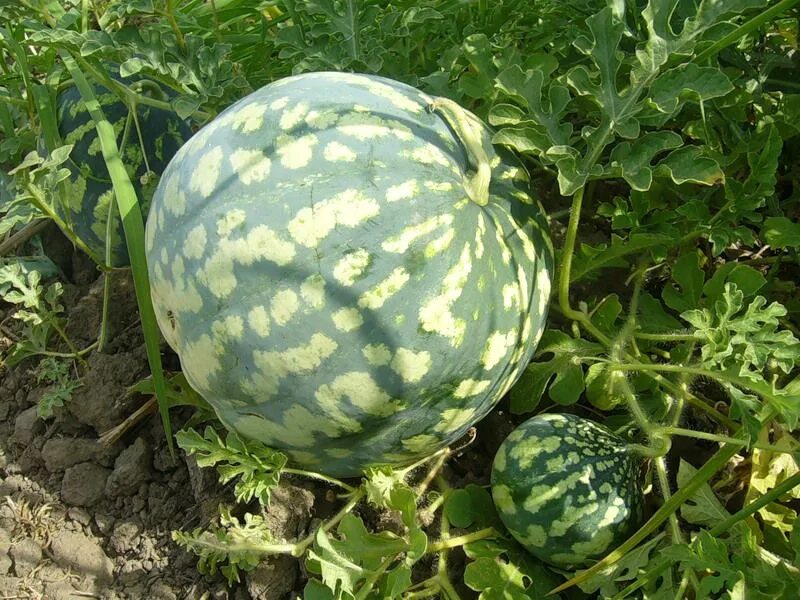 арбуз бахчевые культуры. арбуз размер. арбуз на грядке. когда можно кушать арбузы в россии. арбуз астраханский фатон.