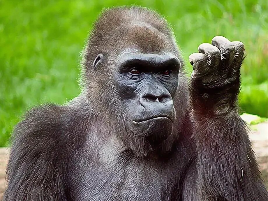 Ногти обезьяны. Обезьяна с маникюром. Ногти шимпанзе. Маникюр с обезьянкой.