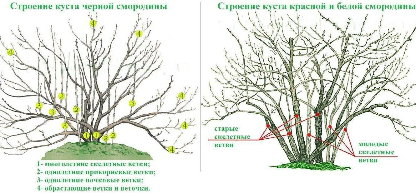 Можно ли обрезать крыжовник. Схема обрезки красной смородины осенью. Схема обрезки куста смородины осенью. Обрезка черной смородины схема. Схема обрезки смородины весной.