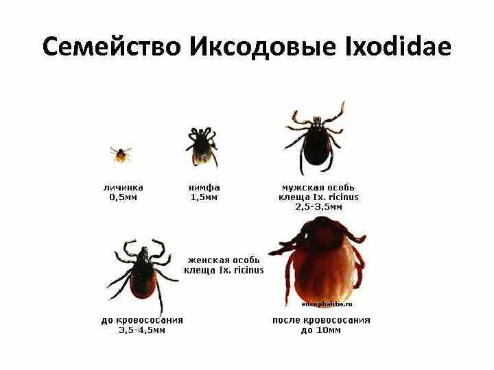 Иксодовые клещи заболевание. Семейство иксодовые – Ixodidae. Семейство иксодовые клещи (Ixodidae). Отметьте клещей семейство иксодовые – Ixodidae :. Морфология иксодовых клещей.