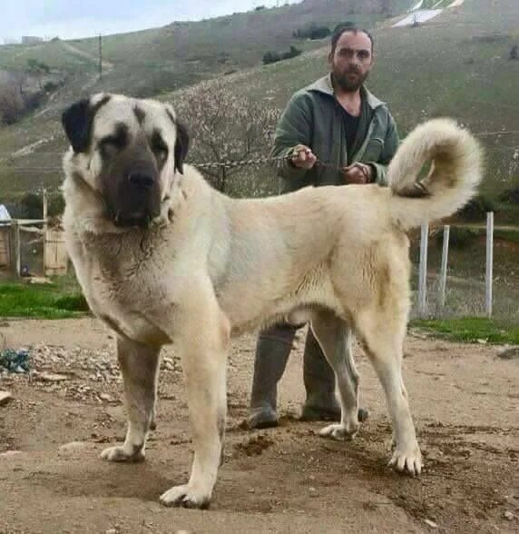 Banaz Kangal From Czech Heart - РОДОСЛОВНЫЕ НАШИХ СОБАК - Питомник среднеазиатск