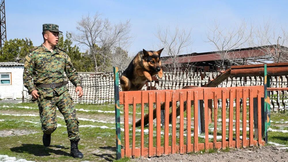 Соревнования кинологов в Кыргызстане. Кинолог Узбекистан. Кинологи Абхазии. Военная кинология Узбекистан. Охрана кинологами