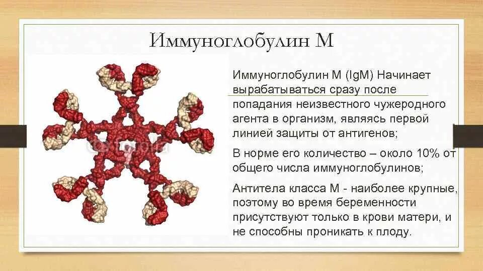 Иммуноглобулины g повышены что это значит. IGM иммуноглобулин. Иммуноглобулины антитела IGM. IGM — иммуноглобулин класса m. Иммуноглобулины g и m.