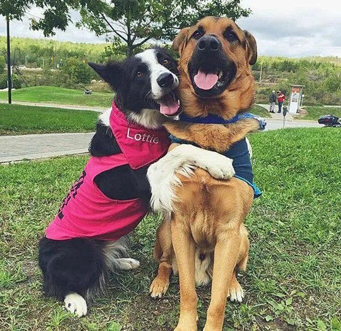 Команда обними. Собаки обнимаются. Обнимашки с собакой. Обнимает собаку. Обнимает большую собаку.