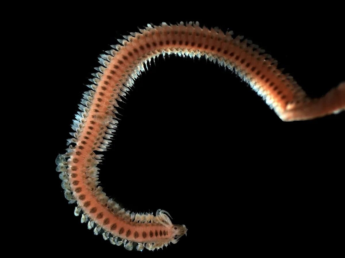 Полихета Phyllodoce. Phyllodoce червь. Многощетинковые кольчатые черви.