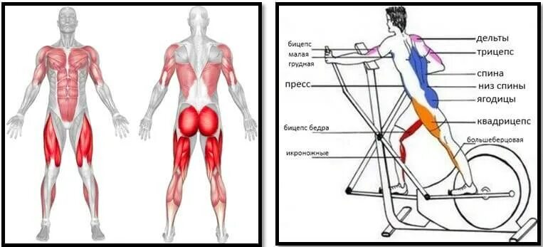 Эллипсоид тренажер мышцы задействованы. Какие мышцы задействованы при занятиях на эллипсоиде. Какие мышцы задействованы при занятии на эллиптическом тренажере. Какие мышцы прорабатывает эллиптический тренажер.