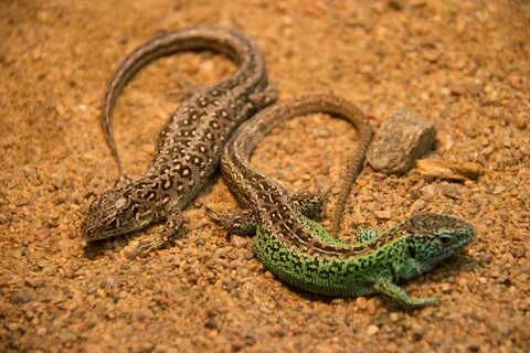 Lot lizards michigan