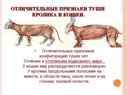 Как отличить тушку