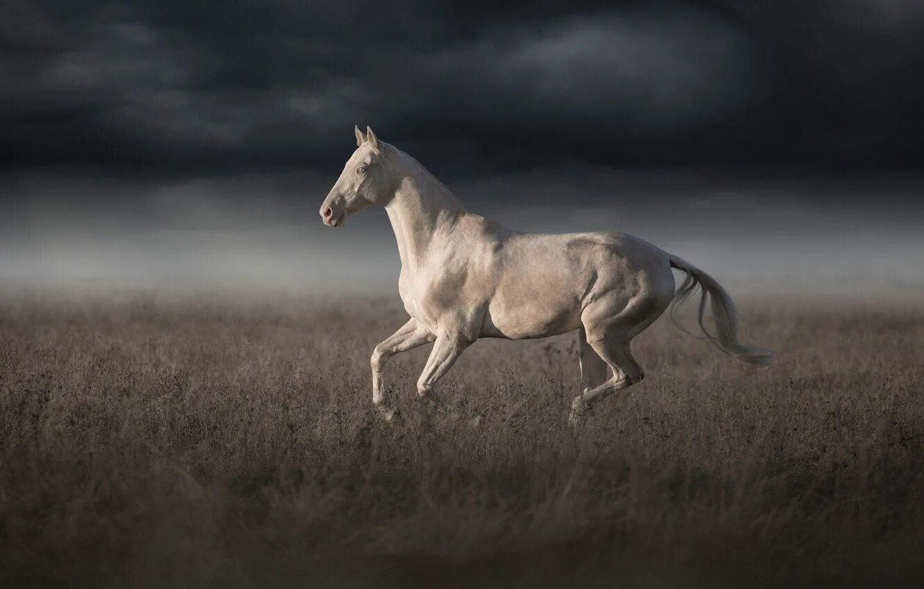 Ахалтекинская Изабелловая. Бегущий скакун ахалтекинец. Ахалтекинская лошадь Эстетика. Ахалтекинская лошадь белая.