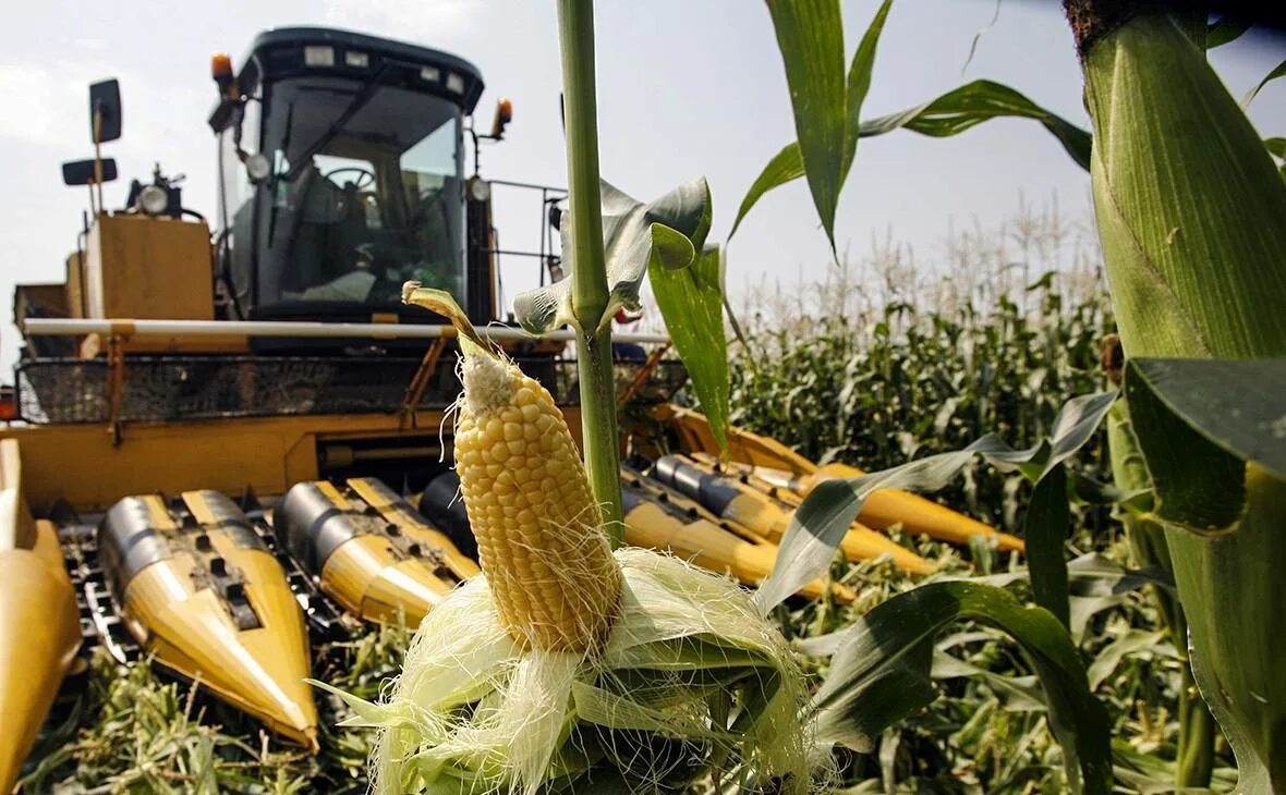 Кукуруза сбор урожая. Уборка кукурузы в початках. Технология уборки кукурузы на силос. Кукуруза на силос уборка урожая. Уборка кукурузы на зерно.