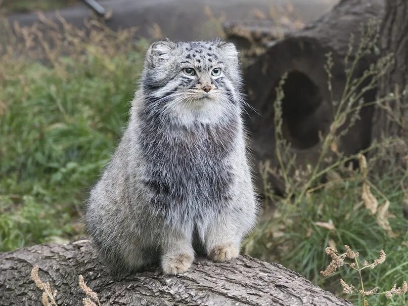 30 grimaces absolument hilarantes du chat de Pallas, le félin le plus expressif 