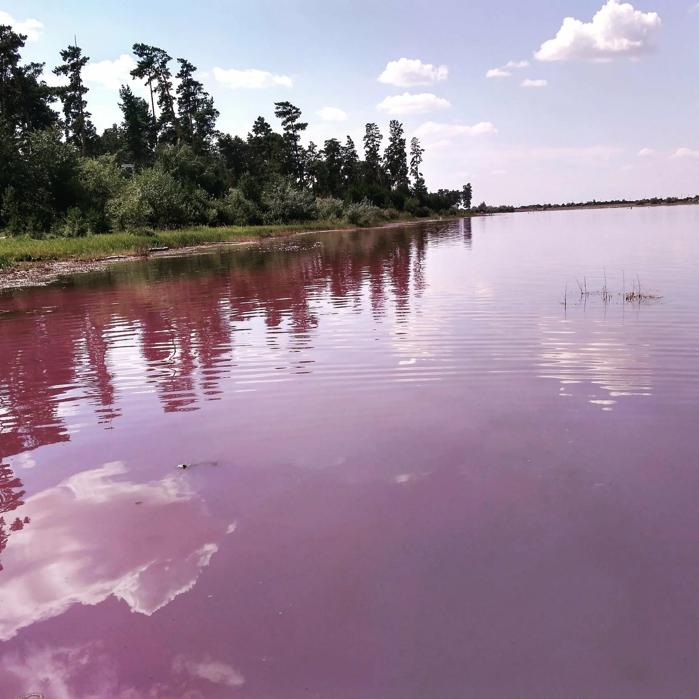 Розовое озеро на алтае. Малиновое озеро Алтайский край Михайловский район. Бурсоль озеро Алтайский край. Р.П малиновое озеро Михайловский район Алтайский край. Малиновое озеро Алтай.