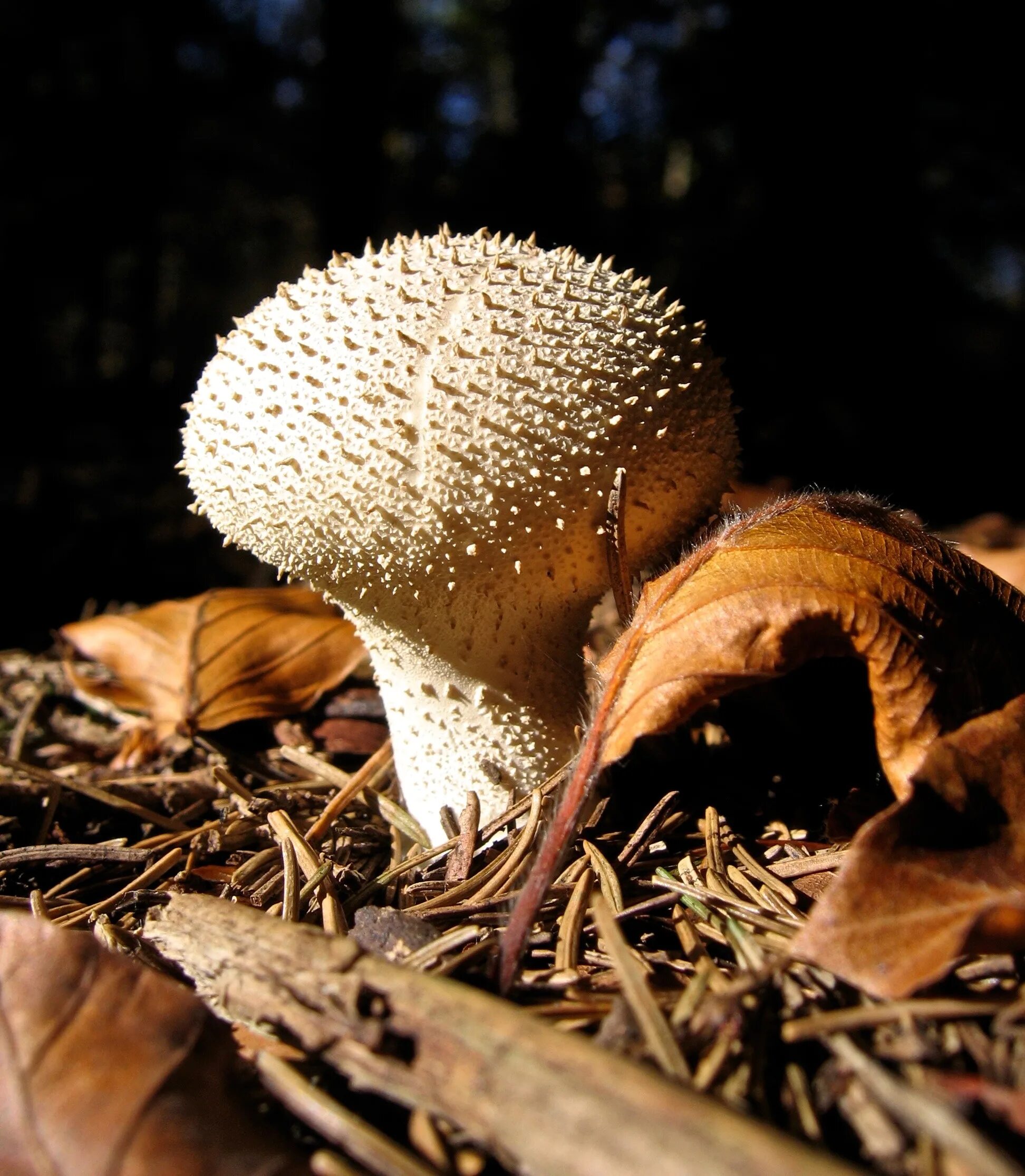 Сонник грибы большие. Грибы макро. Женский гриб. Плоские грибы. Грибы женского пола.