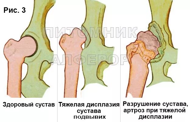 Дисплазия суставов у собак лечение. Дисплазия скакательных суставов. Дисплазия локтевого сустава. Дисплазия тазобедренных суставов у щенка симптомы.