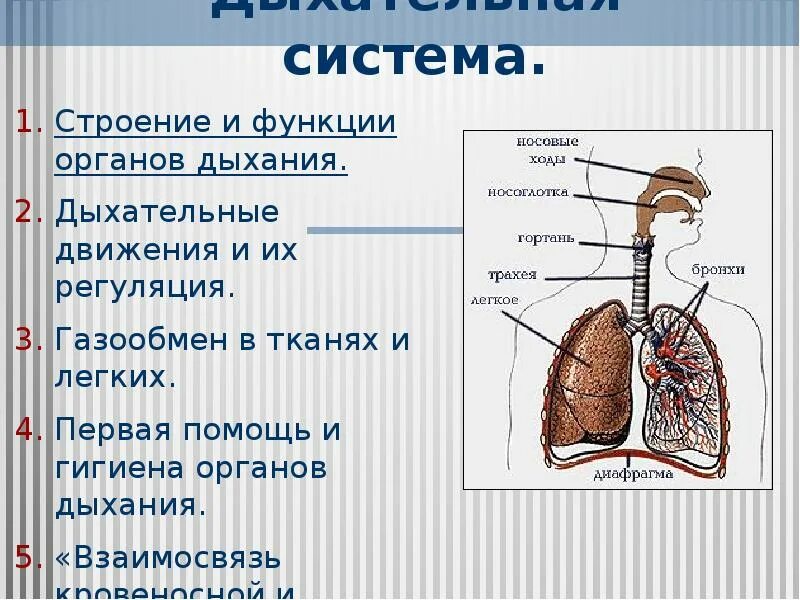 Система органов дыхания функции. Общее строение дыхательной системы человека. Дыхательная органы и функции органов дыхания. Дыхательная система человека схема.